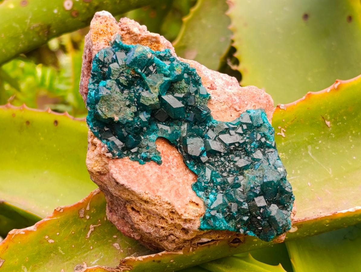 Natural Dioptase with Malachite On Dolomite Specimens x 3 From Likasi, Congo