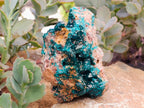 Natural Dioptase with Malachite On Dolomite Specimens x 3 From Likasi, Congo
