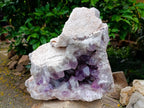 Natural XL Jacaranda Amethyst Crystal Cluster x 1 From Mumbwa, Zambia