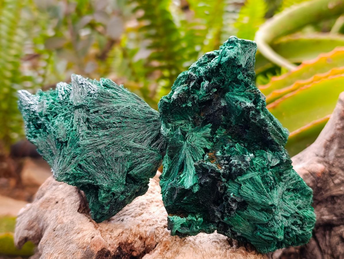 Natural Silky Malachite Specimens x 4 From Kasompe, Congo