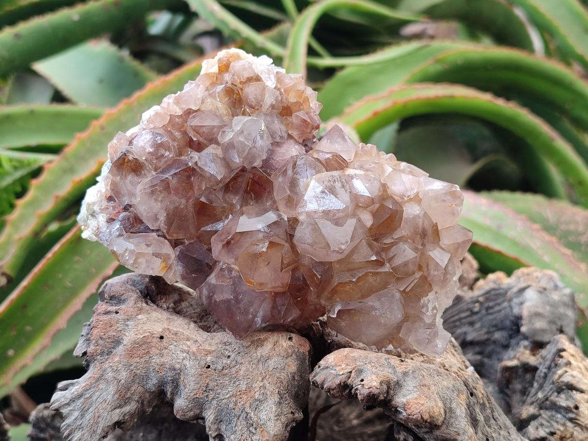 Natural Amethyst and Ametrine Spirit Clusters x 3 From Boekenhouthoek, South Africa