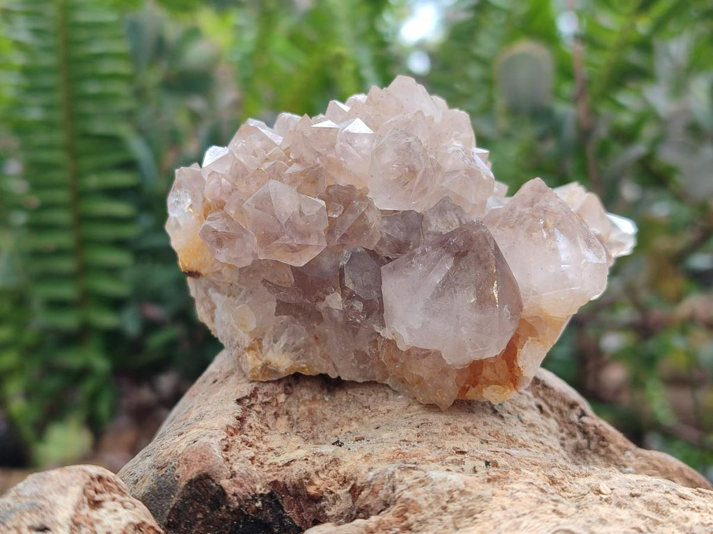 Natural Amethyst and Ametrine Spirit Clusters x 3 From Boekenhouthoek, South Africa