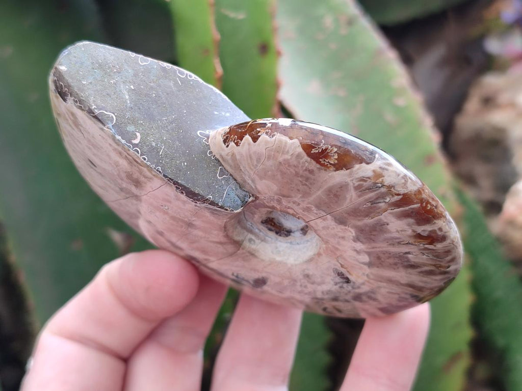 Polished Cleoniceras Ammolite Opalized Ammonite Fossils x 2 From Tulear, Madagascar