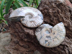 Polished Cleoniceras Ammolite Opalized Ammonite Fossils x 2 From Tulear, Madagascar