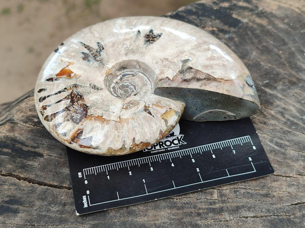 Polished Cleoniceras Ammolite Opalized Ammonite Fossils x 2 From Tulear, Madagascar