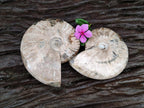 Polished Cleoniceras Ammolite Opalized Ammonite Fossils x 2 From Tulear, Madagascar