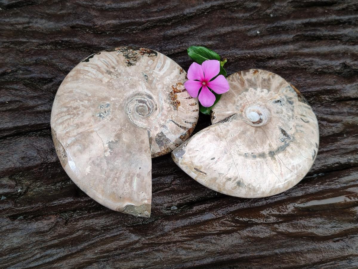 Polished Cleoniceras Ammolite Opalized Ammonite Fossils x 2 From Tulear, Madagascar
