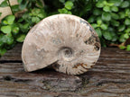Polished Cleoniceras Ammolite Opalized Ammonite Fossils x 2 From Tulear, Madagascar