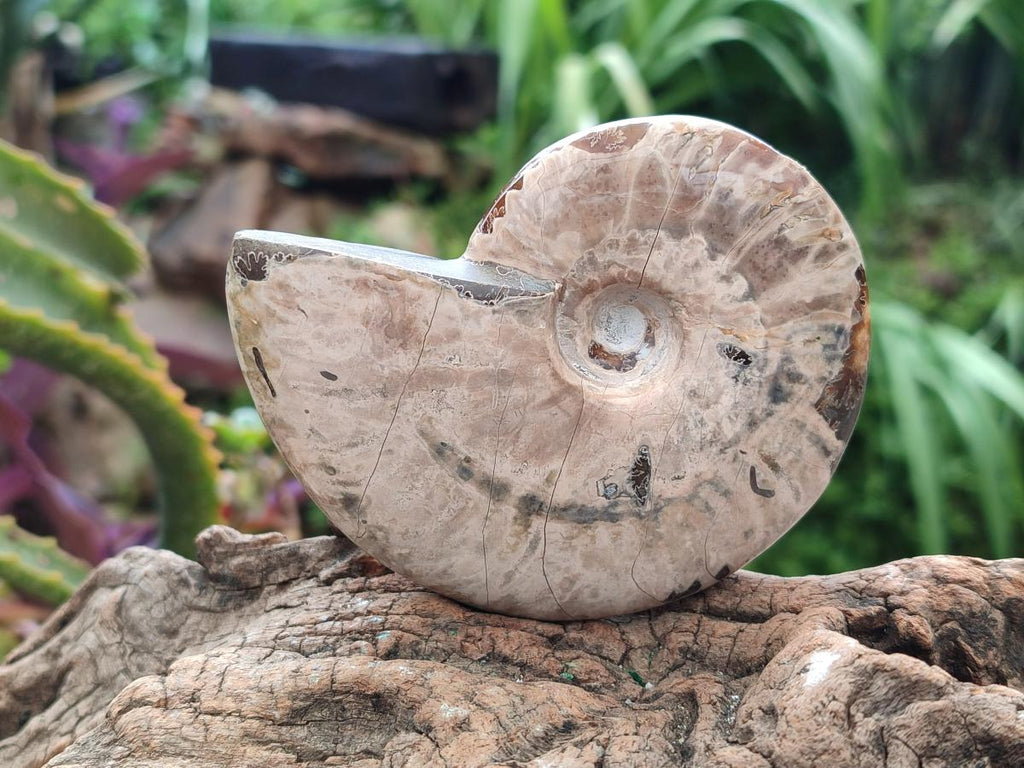 Polished Cleoniceras Ammolite Opalized Ammonite Fossils x 2 From Tulear, Madagascar