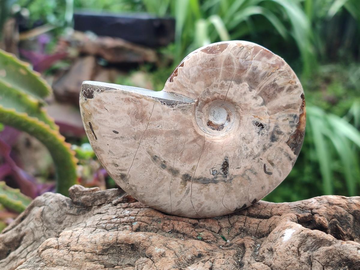 Polished Cleoniceras Ammolite Opalized Ammonite Fossils x 2 From Tulear, Madagascar