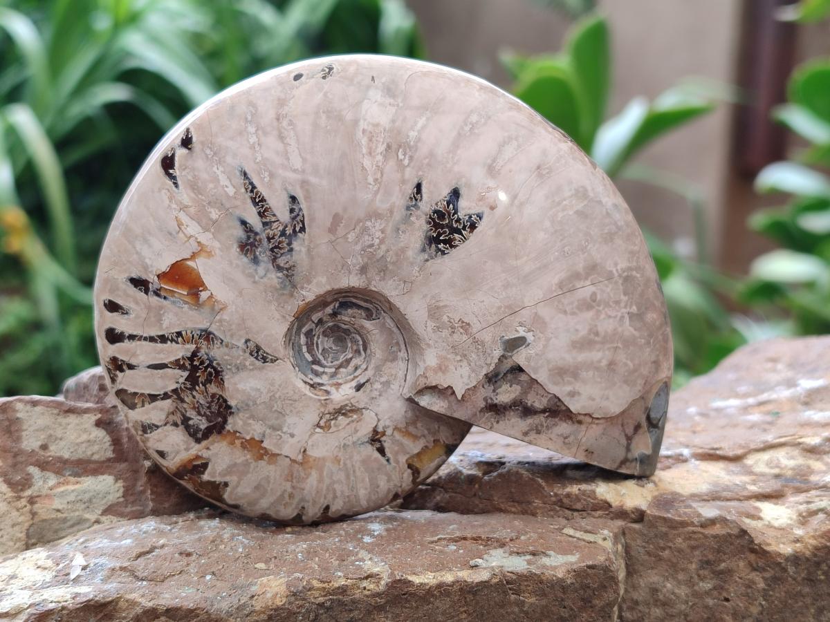 Polished Cleoniceras Ammolite Opalized Ammonite Fossils x 2 From Tulear, Madagascar