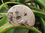 Polished Cleoniceras Ammolite Opalized Ammonite Fossils x 2 From Tulear, Madagascar