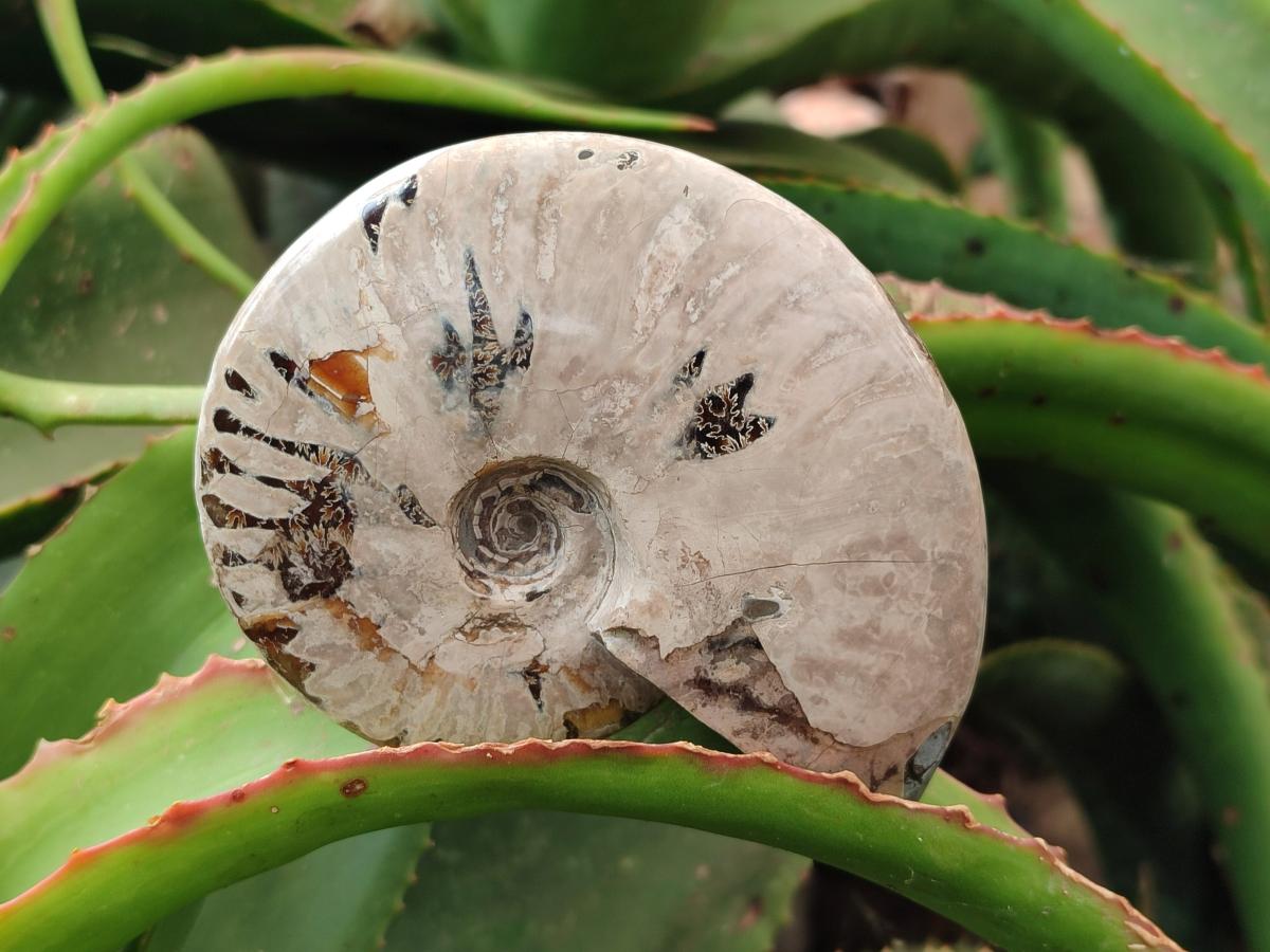 Polished Cleoniceras Ammolite Opalized Ammonite Fossils x 2 From Tulear, Madagascar