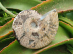 Polished Cleoniceras Ammolite Opalized Ammonite Fossils x 2 From Tulear, Madagascar