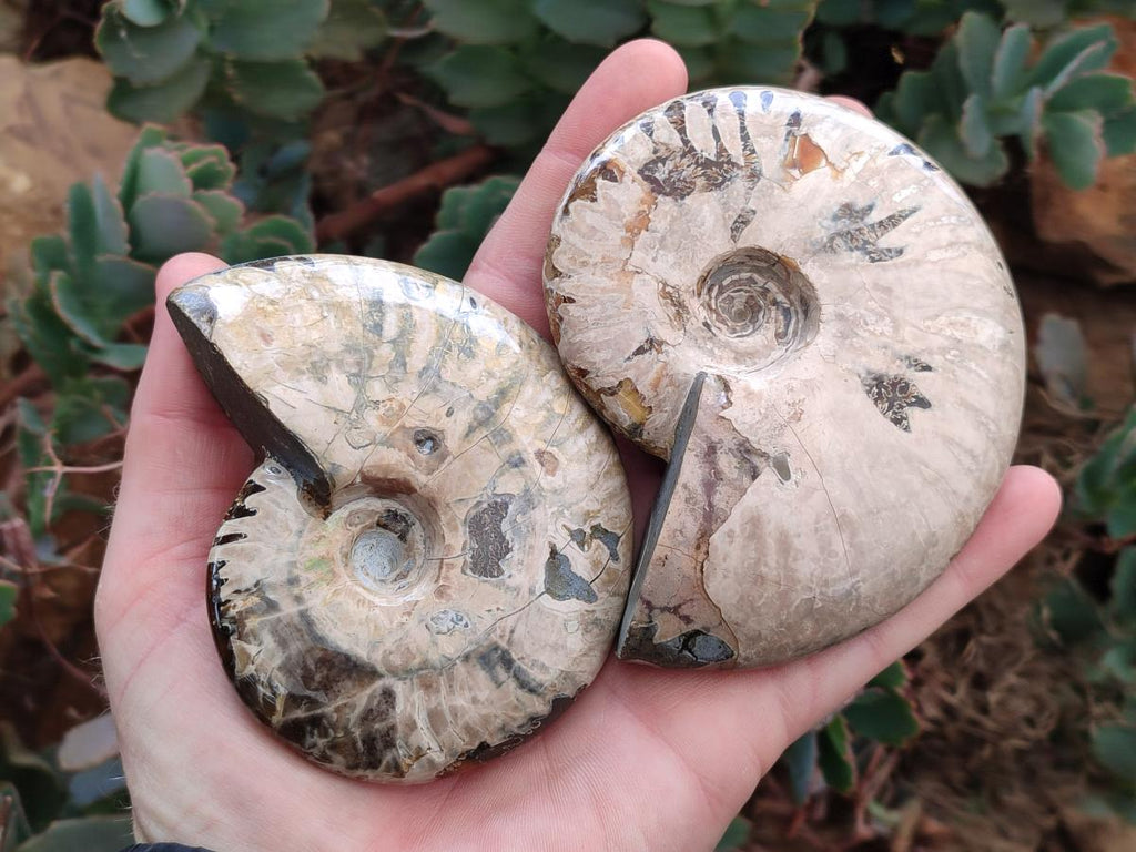 Polished Cleoniceras Ammolite Opalized Ammonite Fossils x 2 From Tulear, Madagascar