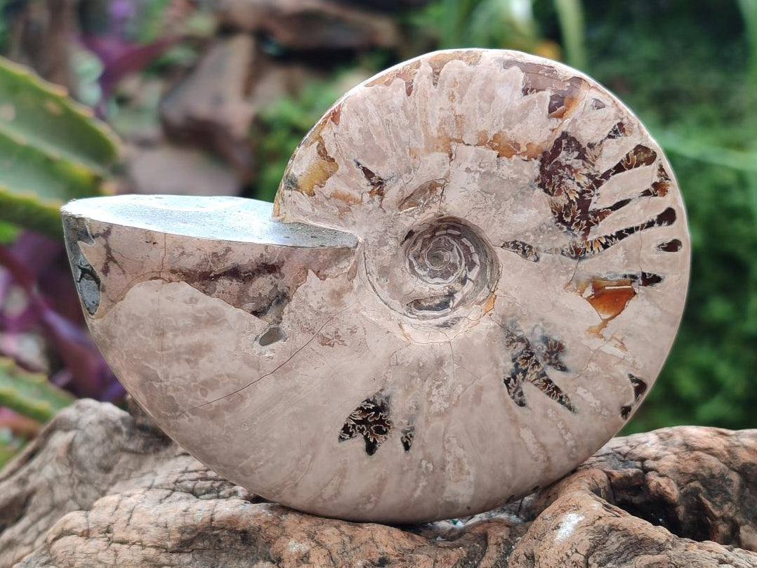 Polished Cleoniceras Ammolite Opalized Ammonite Fossils x 2 From Tulear, Madagascar