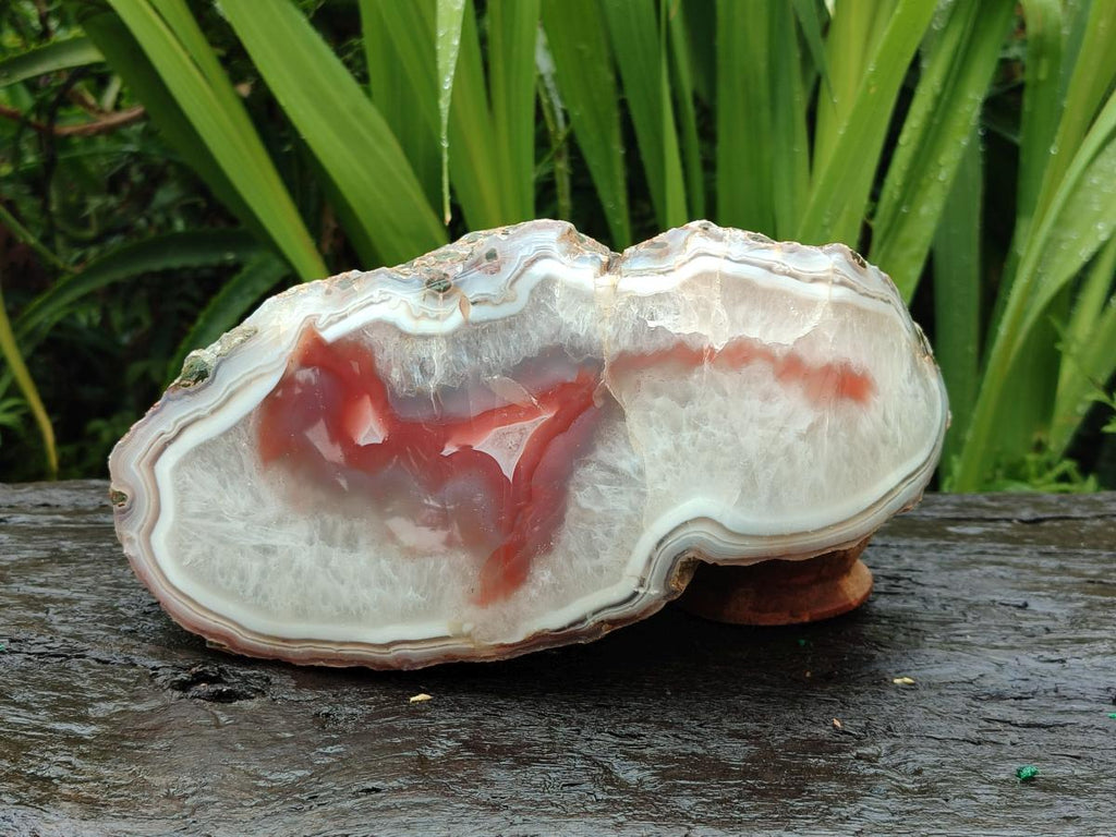 Polished One Side XL Red Shashe River Agate Nodule x 1 From Shashe River, Zimbabwe