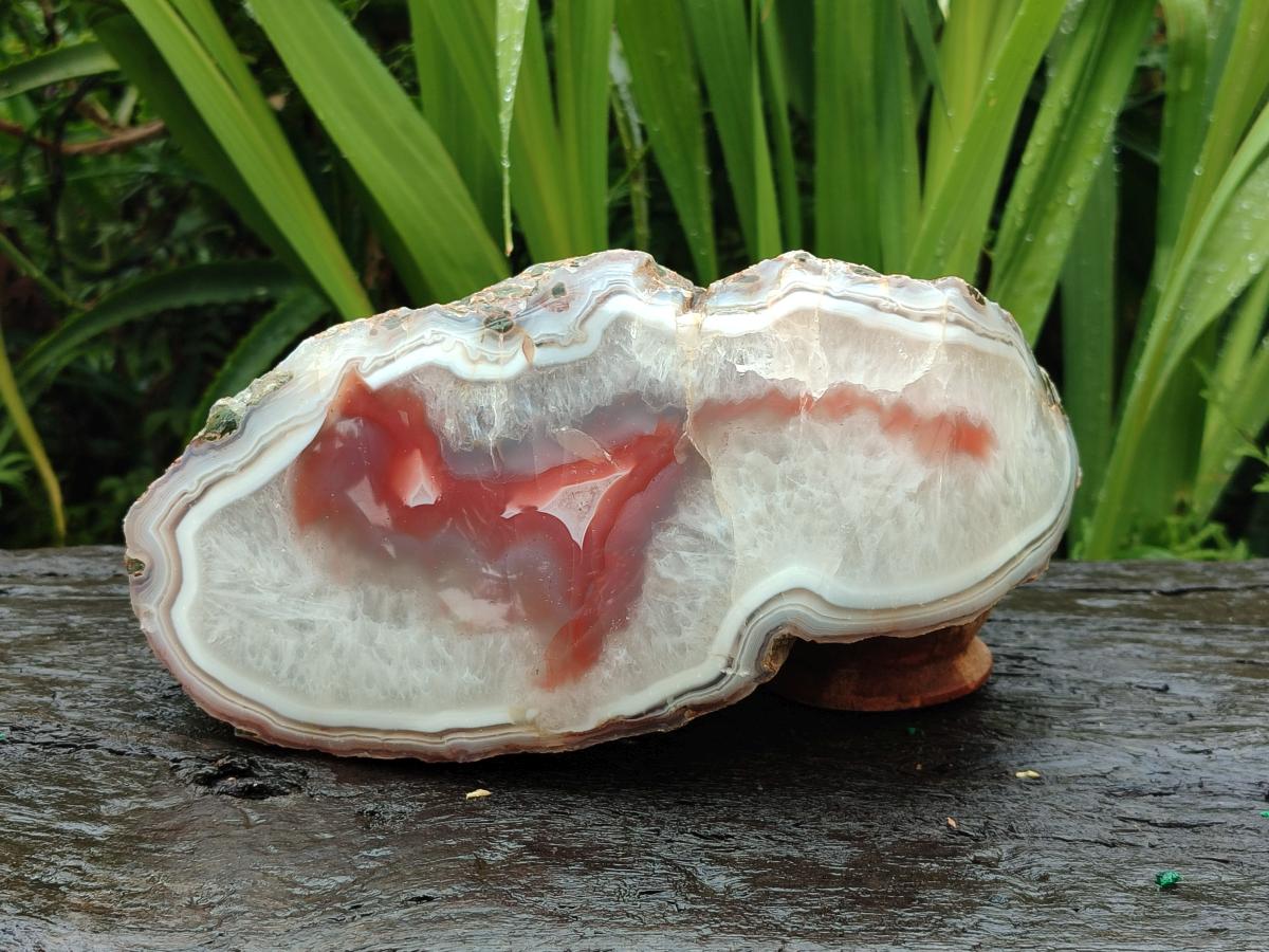 Polished One Side XL Red Shashe River Agate Nodule x 1 From Shashe River, Zimbabwe