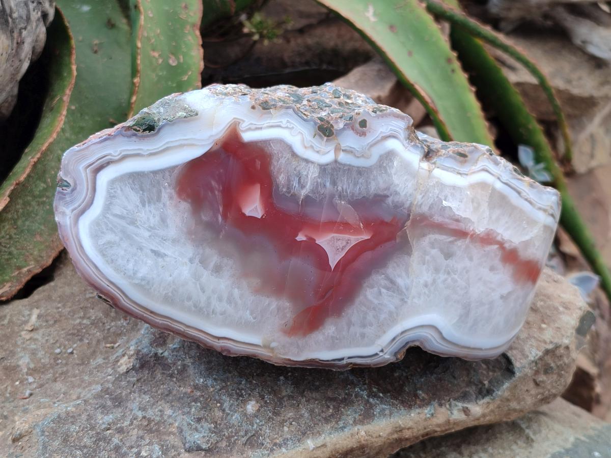 Polished One Side XL Red Shashe River Agate Nodule x 1 From Shashe River, Zimbabwe