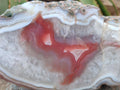 Polished One Side XL Red Shashe River Agate Nodule x 1 From Shashe River, Zimbabwe
