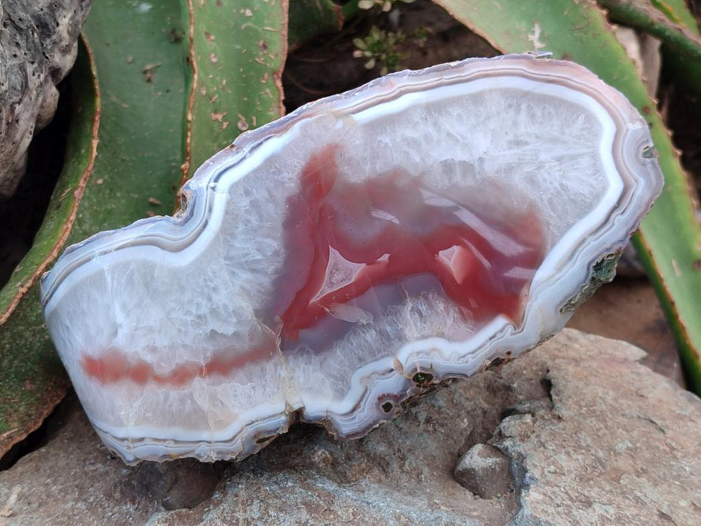 Polished One Side XL Red Shashe River Agate Nodule x 1 From Shashe River, Zimbabwe