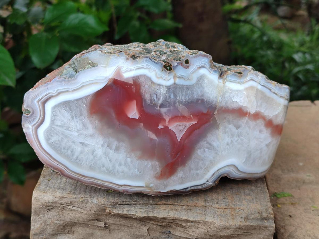 Polished One Side XL Red Shashe River Agate Nodule x 1 From Shashe River, Zimbabwe