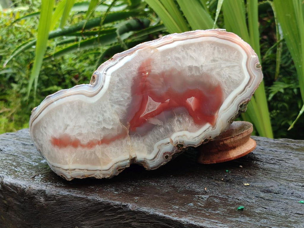 Polished One Side XL Red Shashe River Agate Nodule x 1 From Shashe River, Zimbabwe