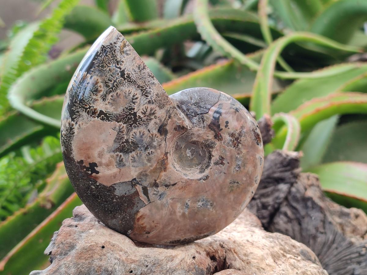 Polished Cleoniceras Red Ammolite Opalized Ammonite Fossils x 2 From Tulear, Madagascar