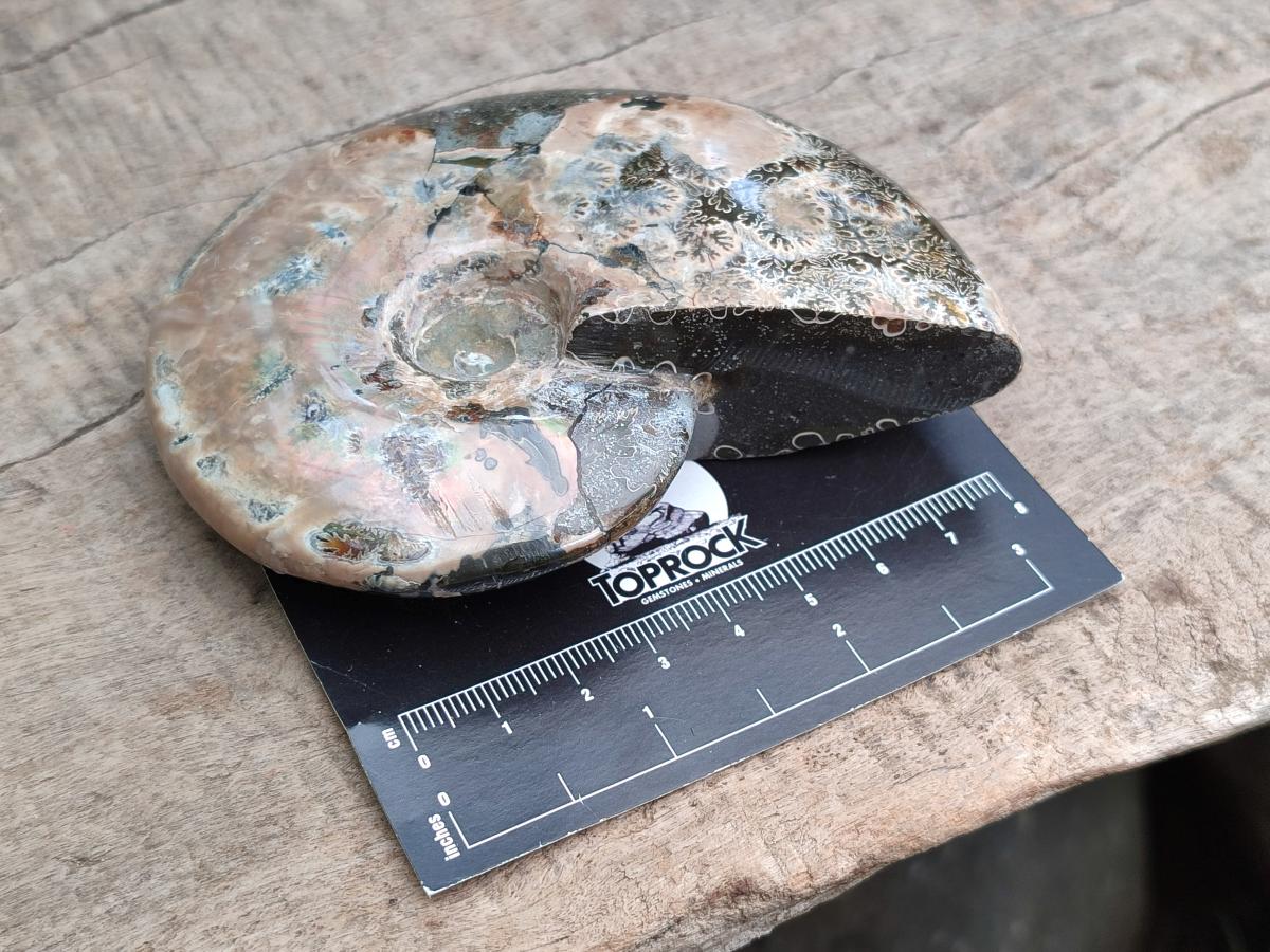 Polished Cleoniceras Red Ammolite Opalized Ammonite Fossils x 2 From Tulear, Madagascar