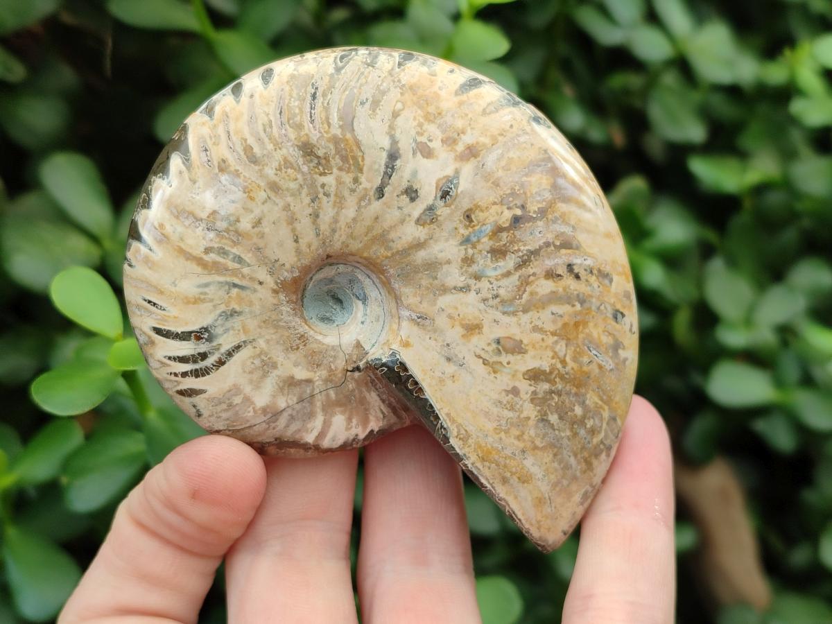 Polished Cleoniceras Red Ammolite Opalized Ammonite Fossils x 2 From Tulear, Madagascar