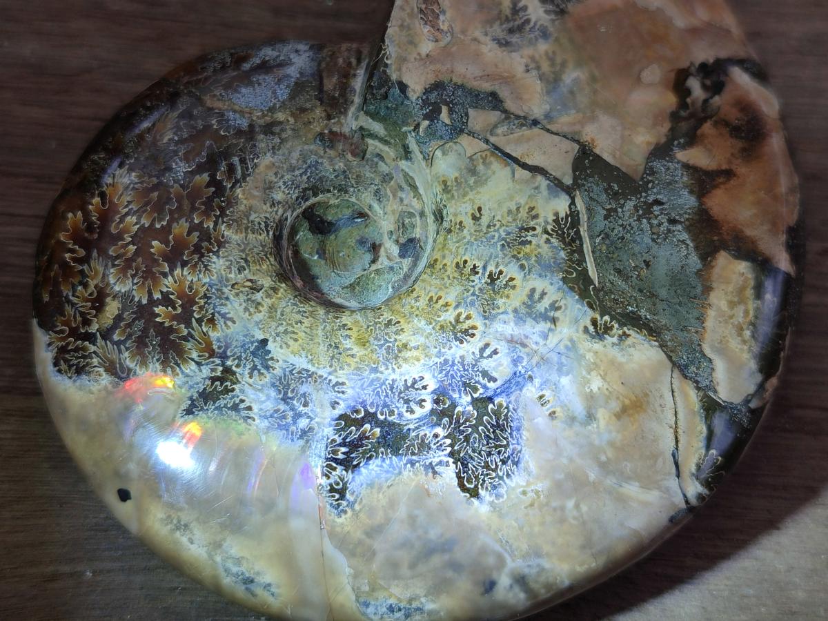 Polished Cleoniceras Red Ammolite Opalized Ammonite Fossils x 2 From Tulear, Madagascar