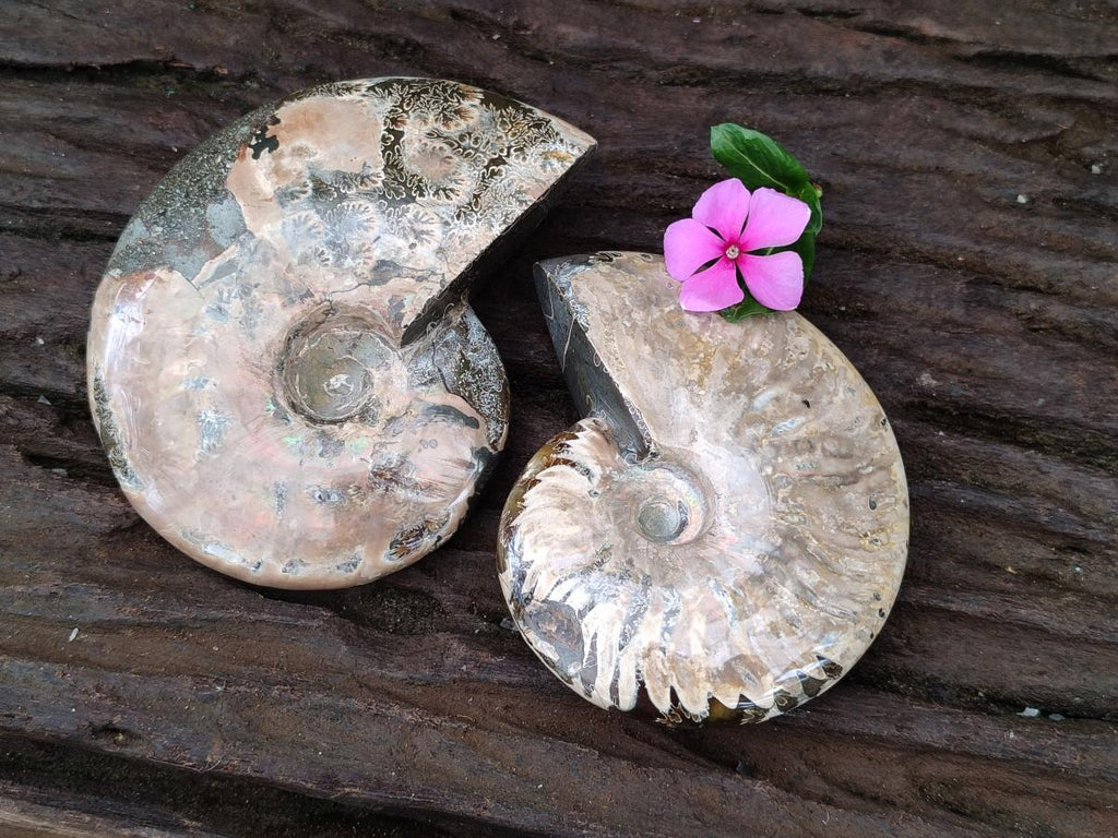 Polished Cleoniceras Red Ammolite Opalized Ammonite Fossils x 2 From Tulear, Madagascar