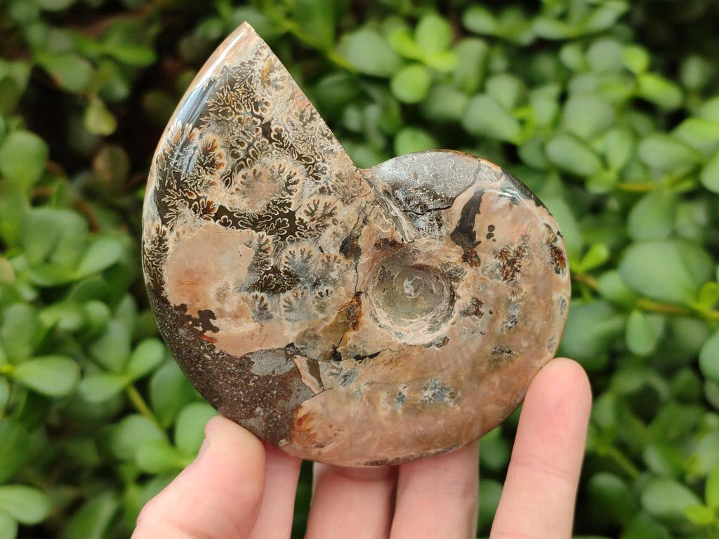 Polished Cleoniceras Red Ammolite Opalized Ammonite Fossils x 2 From Tulear, Madagascar