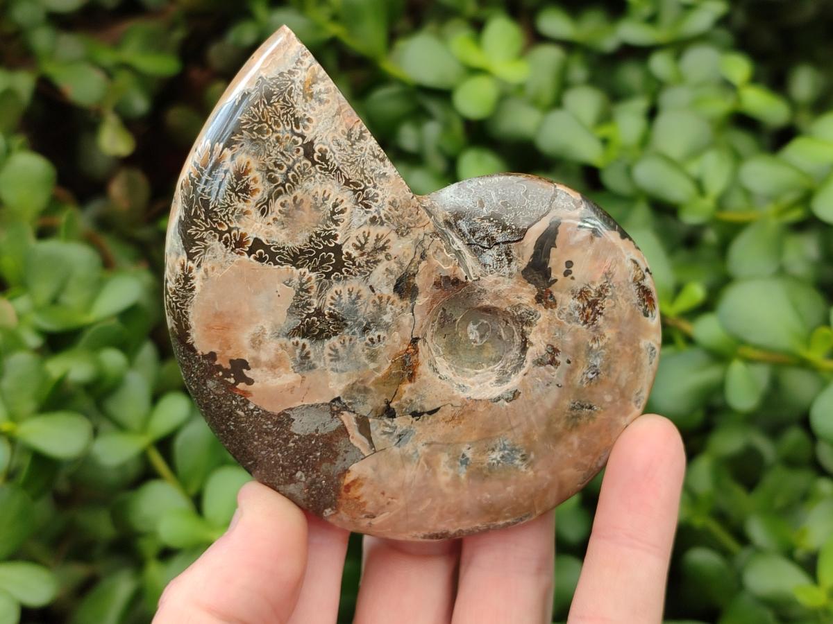 Polished Cleoniceras Red Ammolite Opalized Ammonite Fossils x 2 From Tulear, Madagascar