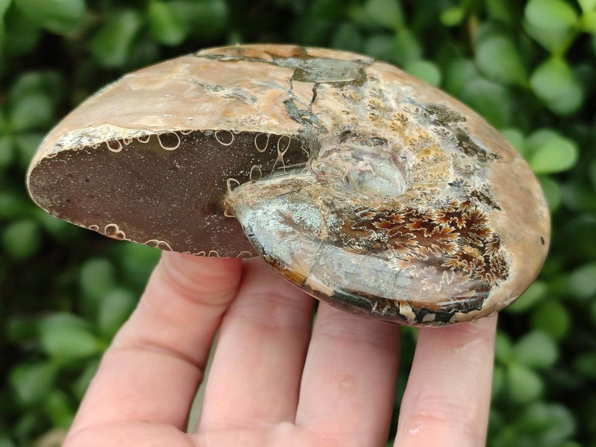 Polished Cleoniceras Red Ammolite Opalized Ammonite Fossils x 2 From Tulear, Madagascar