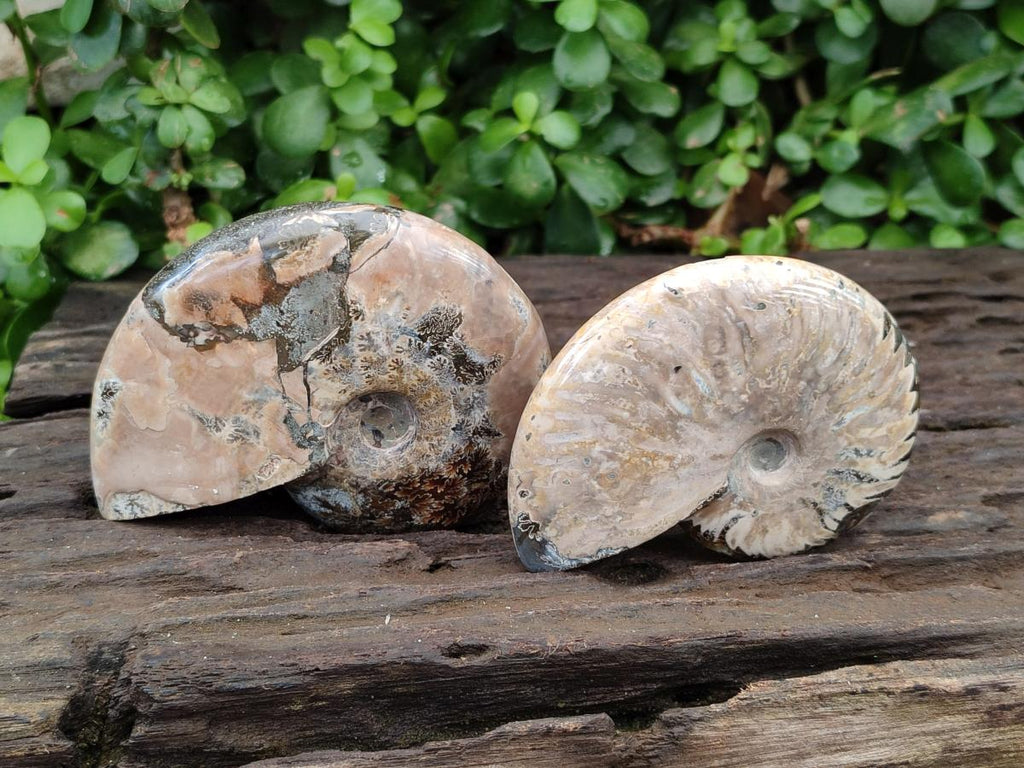 Polished Cleoniceras Red Ammolite Opalized Ammonite Fossils x 2 From Tulear, Madagascar