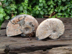 Polished Cleoniceras Red Ammolite Opalized Ammonite Fossils x 2 From Tulear, Madagascar
