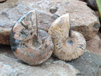 Polished Cleoniceras Red Ammolite Opalized Ammonite Fossils x 2 From Tulear, Madagascar