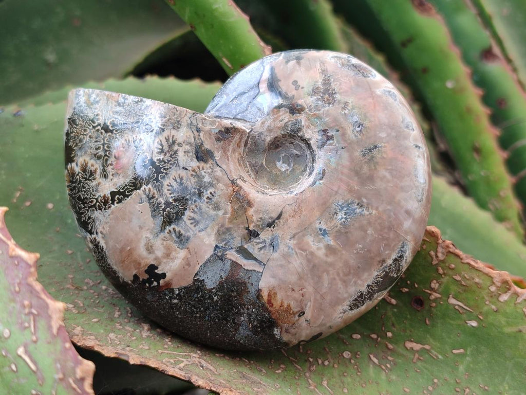 Polished Cleoniceras Red Ammolite Opalized Ammonite Fossils x 2 From Tulear, Madagascar