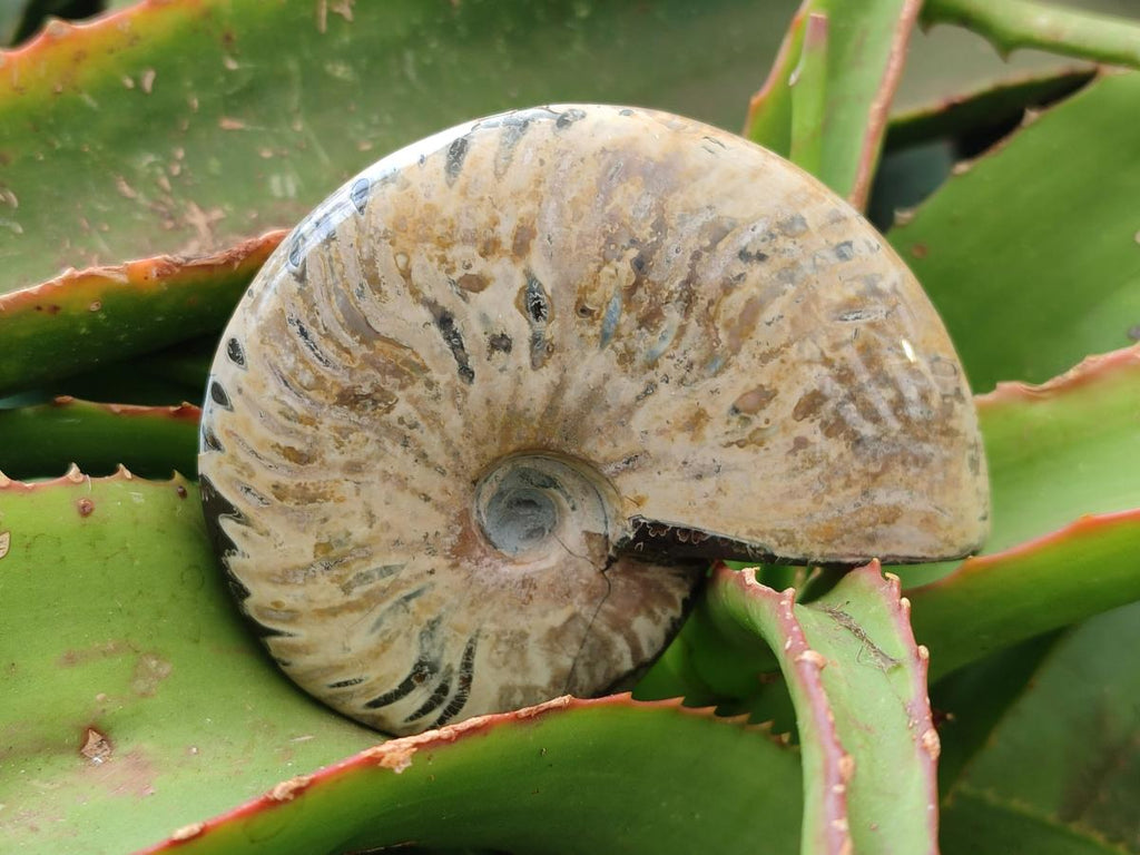 Polished Cleoniceras Red Ammolite Opalized Ammonite Fossils x 2 From Tulear, Madagascar