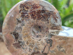 Polished Cleoniceras Red Ammolite Opalized Ammonite Fossils x 2 From Tulear, Madagascar
