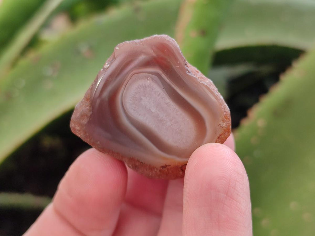 Polished Mini One Side Red Shashe River Agate Nodules x 35 From Shashe River, Zimbabwe