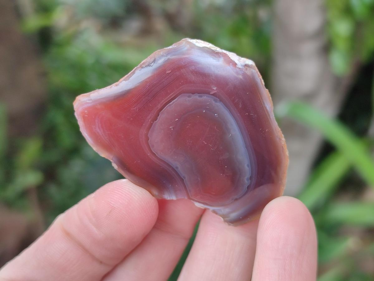 Polished Mini One Side Red Shashe River Agate Nodules x 35 From Shashe River, Zimbabwe