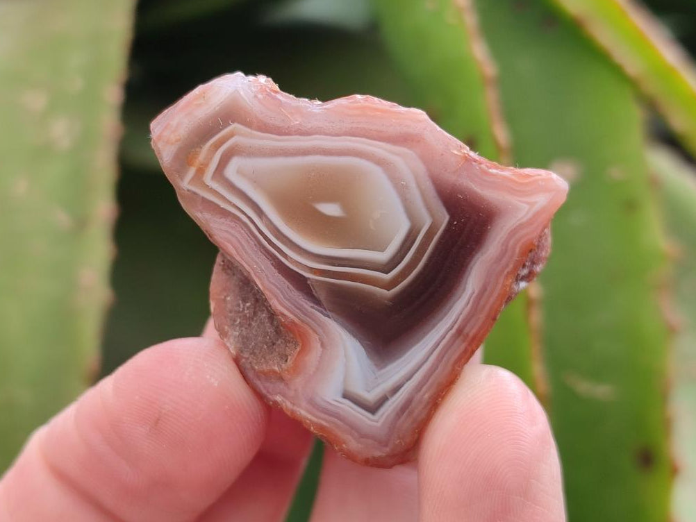Polished Mini One Side Red Shashe River Agate Nodules x 35 From Shashe River, Zimbabwe