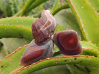 Polished Mini One Side Red Shashe River Agate Nodules x 35 From Shashe River, Zimbabwe