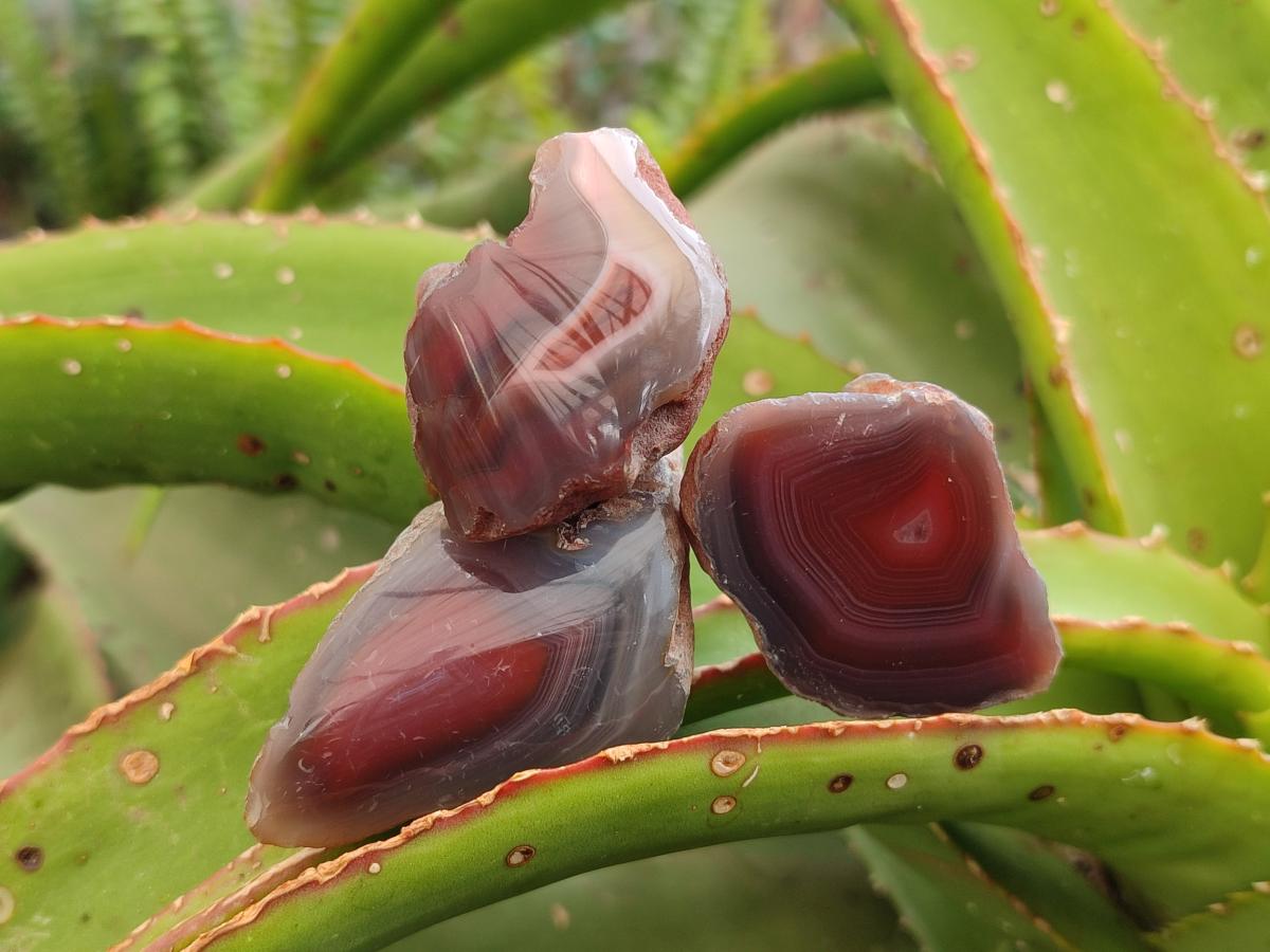Polished Mini One Side Red Shashe River Agate Nodules x 35 From Shashe River, Zimbabwe