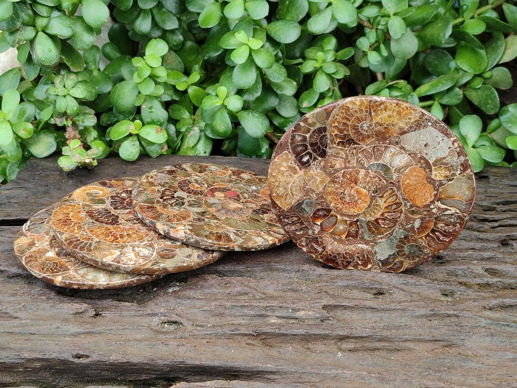 Hand Made Ammonite Conglomerate Coffee Table Coasters x 6 From Mahajanga, Madagascar