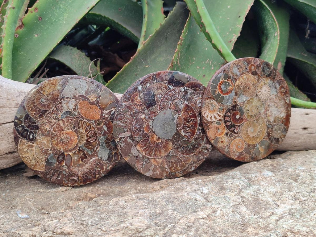 Hand Made Ammonite Conglomerate Coffee Table Coasters x 6 From Mahajanga, Madagascar