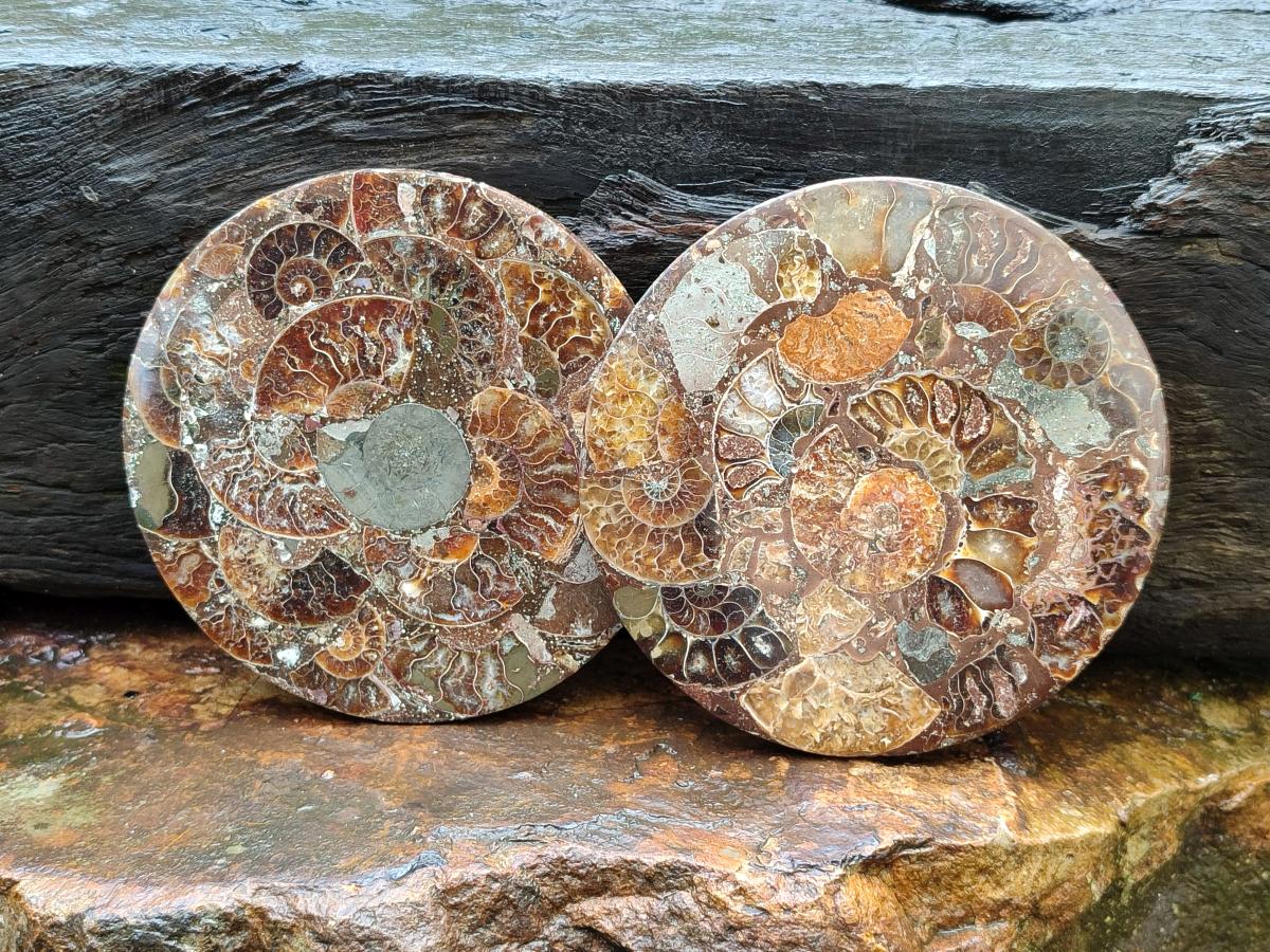 Hand Made Ammonite Conglomerate Coffee Table Coasters x 6 From Mahajanga, Madagascar