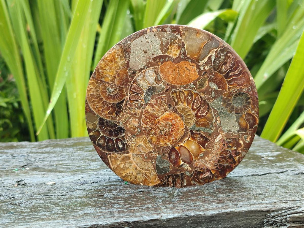 Hand Made Ammonite Conglomerate Coffee Table Coasters x 6 From Mahajanga, Madagascar